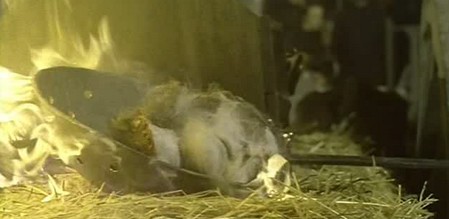 Le vergini cavalcano la morte 15