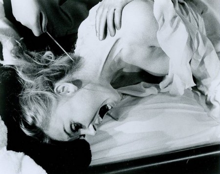 La tarantola dal ventre nero foto 5