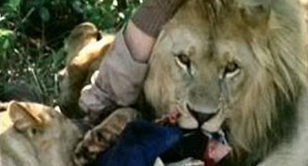 11 Ultime grida dalla savana