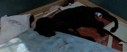 Il bacio della pantera 5