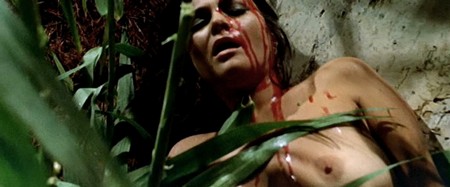 Sette orchidee macchiate di rosso 3