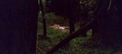 brivido-nella-notte-2