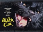 3-15 Black cat gatto&nbsp;nero