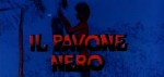 4-11 Il pavone nero