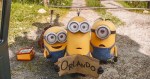 17 Minions foto